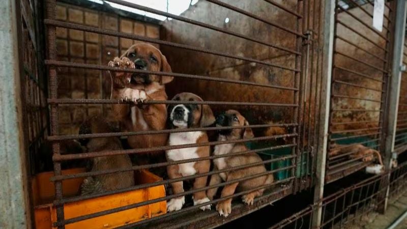 Corea del Sur prohíbe carne de perro