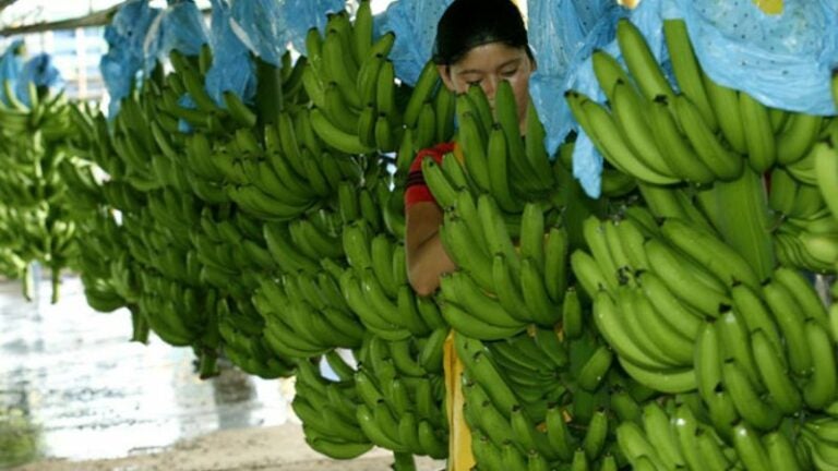 cierran fincas bananeras