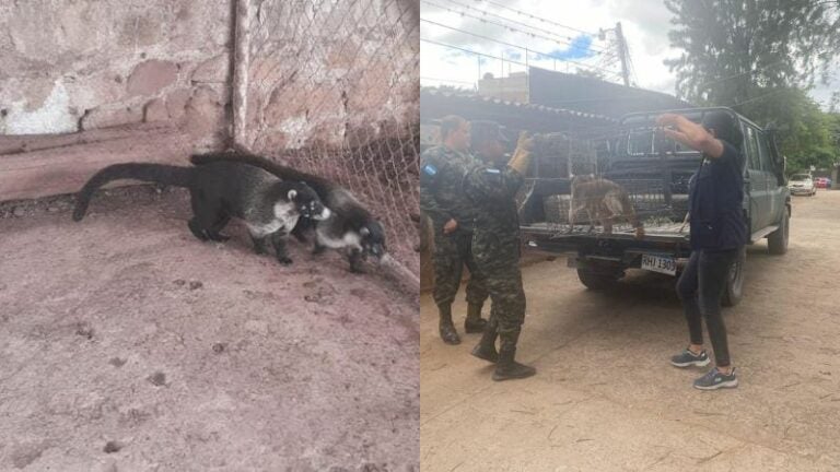 rescatan animales en la Kennedy