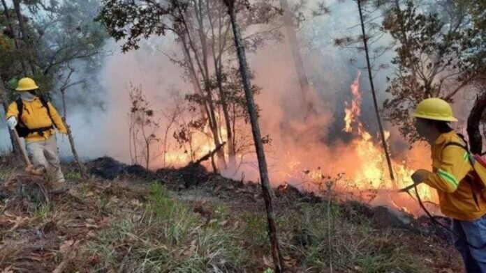 Al menos 21 incendios se han atendido este año por ICF