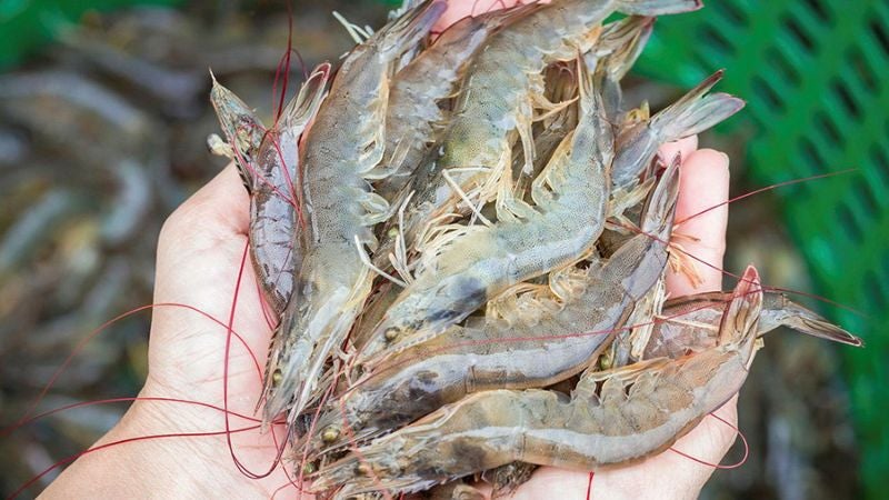 México cierra su mercado a exportaciones de camarón hondureño