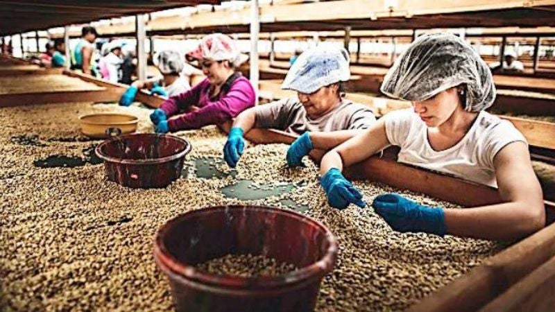 Divisas por exportaciones de café caen un 20.4% en casi 4 meses de cosecha