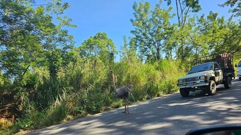 Un avestruz se pasea por las calles de La Ceiba