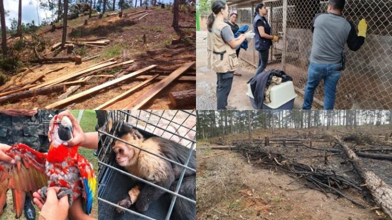 Deforestación animales silvestres Honduras