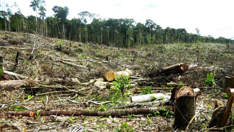 bosque talado ilegalmente La Mosquitia 