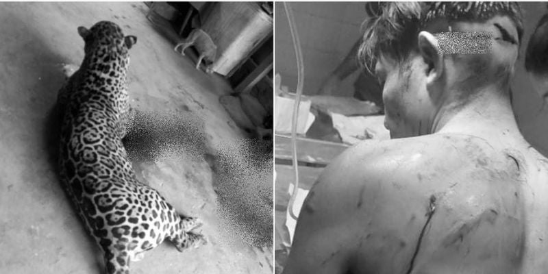  ICF desmiente que un jaguar haya atacado a una persona en montañas de Olancho