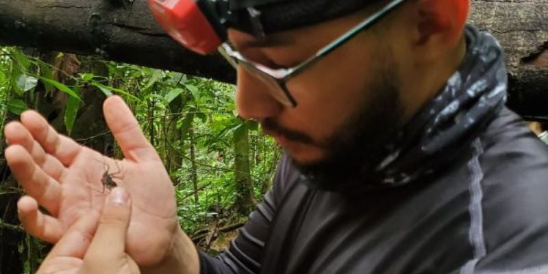 Estudiante de la UNAH descubre una especie de escorpión propia de Honduras