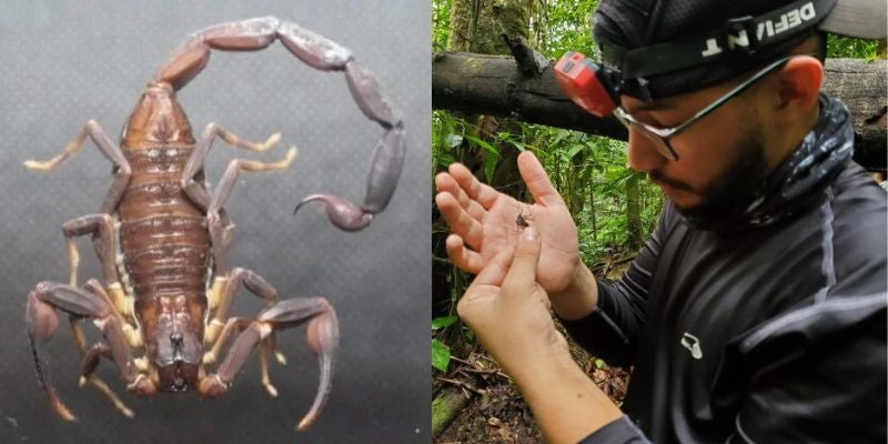Estudiante de la UNAH descubre una especie de escorpión propia de Honduras