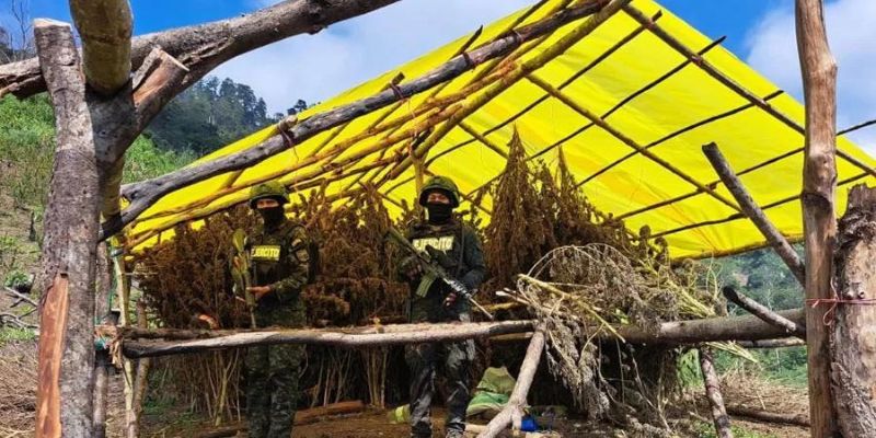 Destruyen 10 manzanas con cultivos de marihuana en Olancho