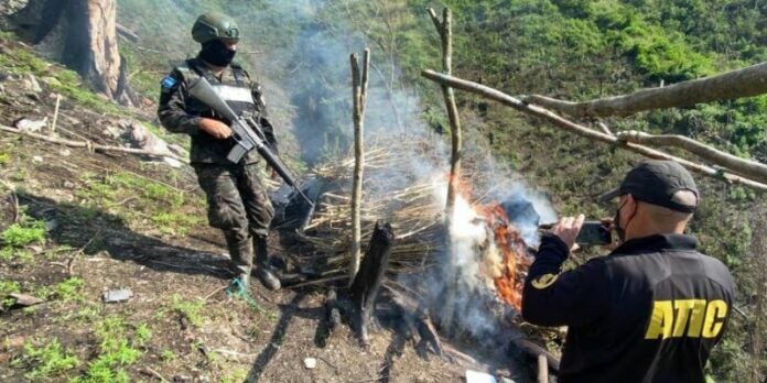 Destruyen 10 manzanas con cultivos de marihuana en Olancho