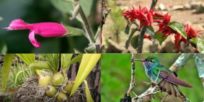 jardín botánico de especies endémicas y nativas de Honduras