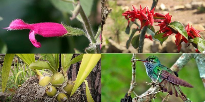 jardín botánico de especies endémicas y nativas de Honduras