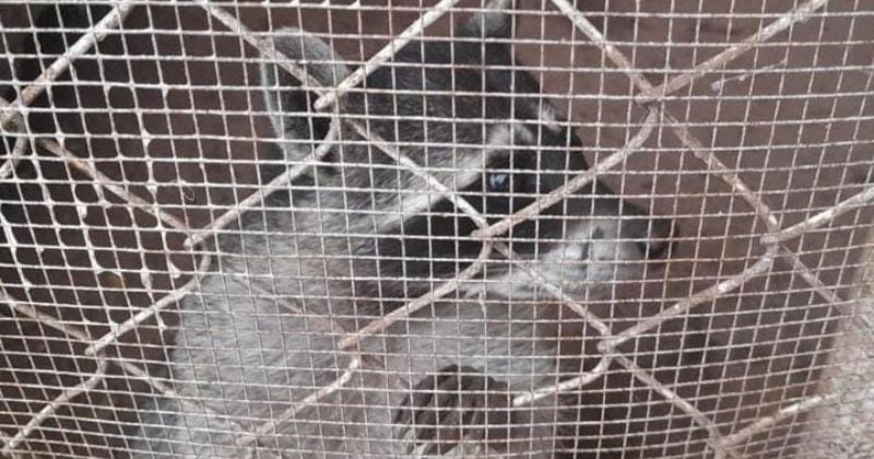 El pasado 17 de enero el ICF rescató un mapache en cautiverio en una escuela capitalina