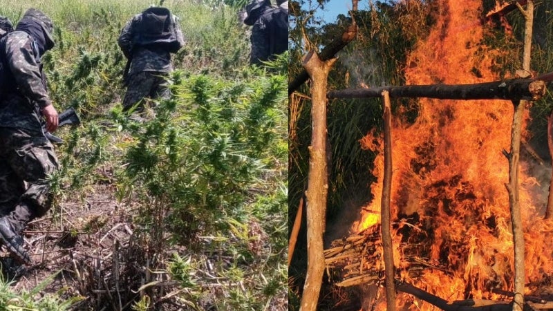 erradican plantación de marihuana en Tocoa