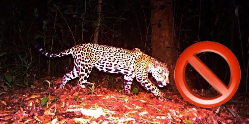 ICF desmiente que un jaguar haya atacado a una persona en montañas de Olancho