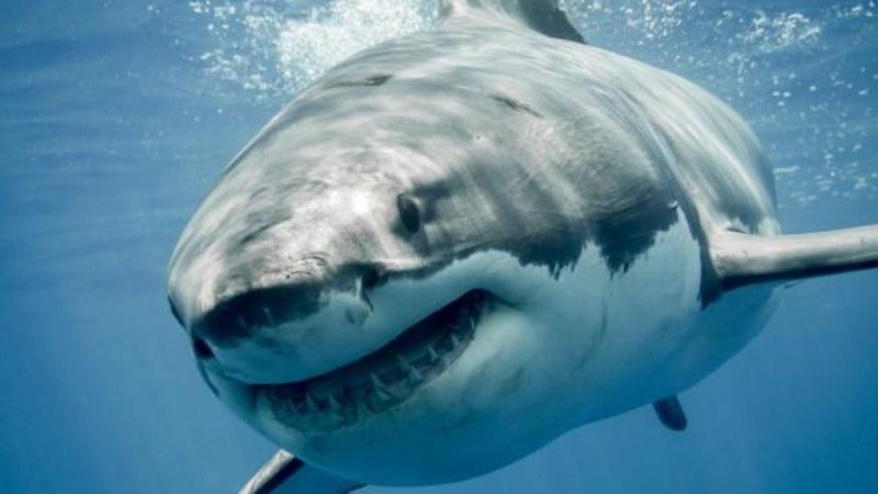 tiburón ataca a una mujer en Sídney Australia
