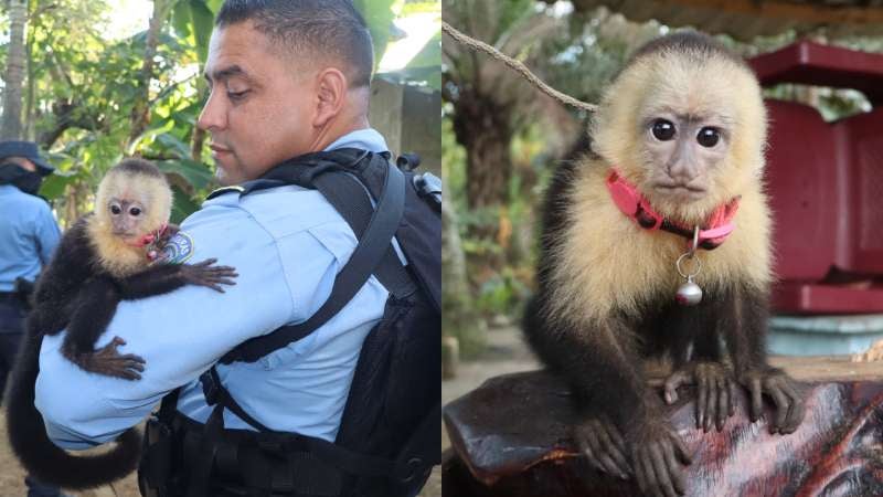 Rescatan a mono en La Ceiba
