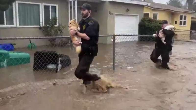 Rescatan mascotas EEUU
