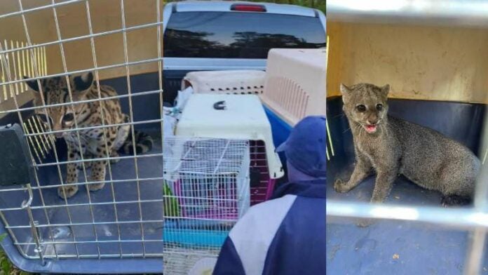 Decomisan animales en Copán