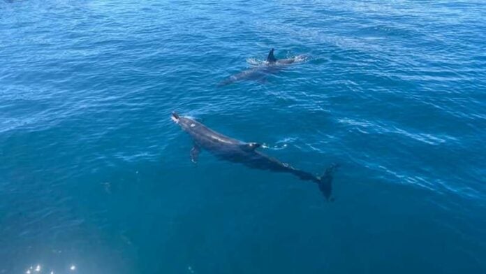 Turistas captan delfines