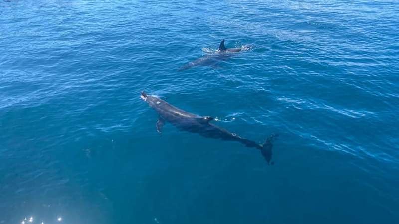 Turistas captan delfines
