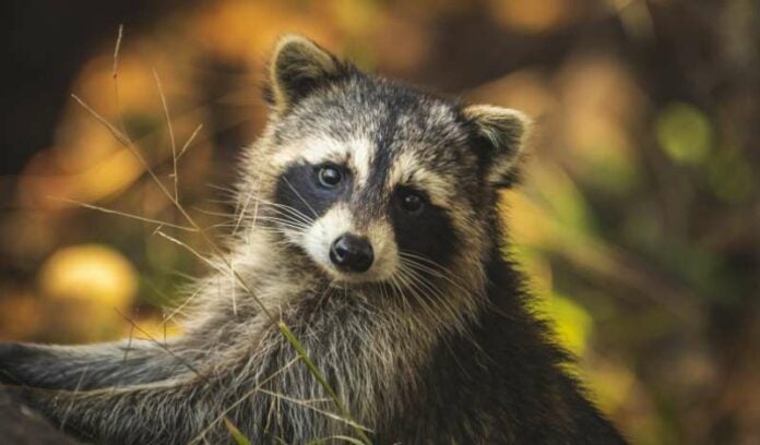 Mapache provoca apagón en Canadá