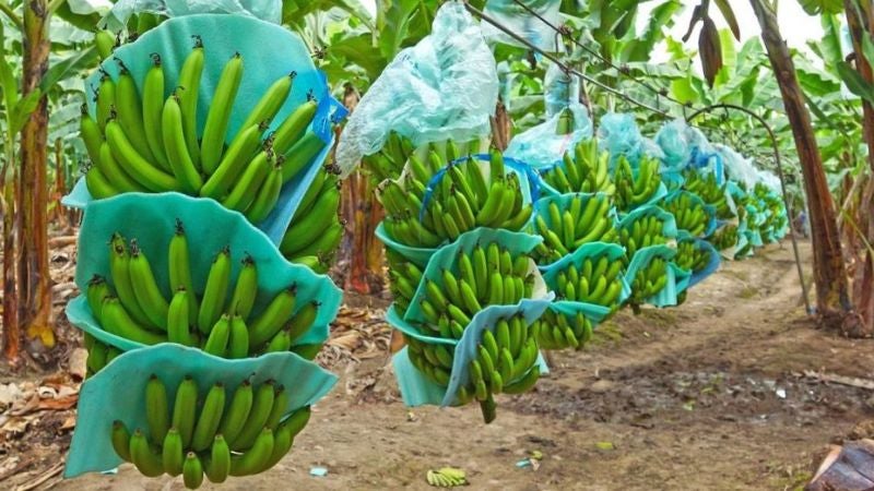 Crisis en el sector bananero
