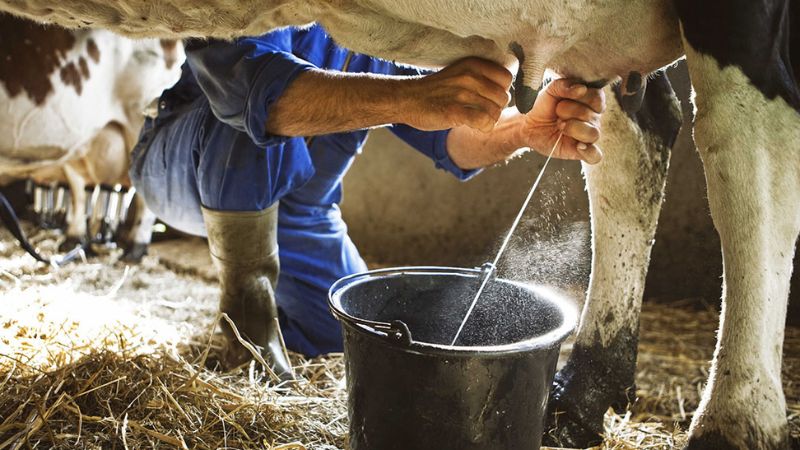 Productores de leche piden incremento