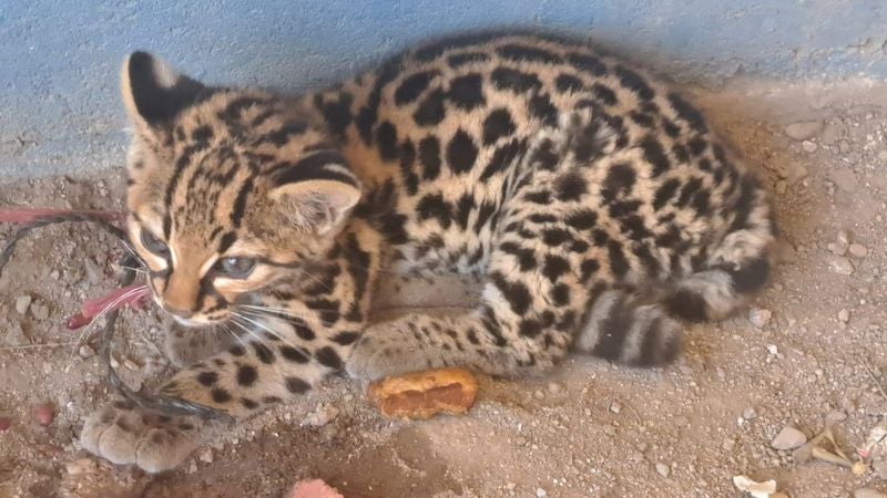 Encuentran felino en peligro de extensión en Comayagua