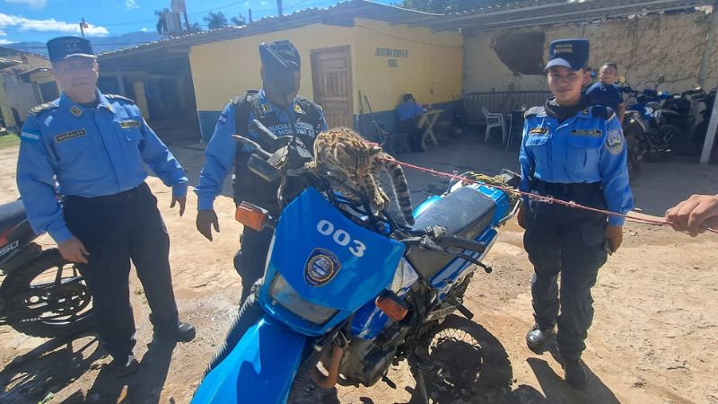 Encuentran felino en peligro de extensión en Comayagua