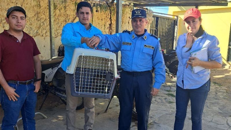 Encuentran felino en peligro de extensión en Comayagua