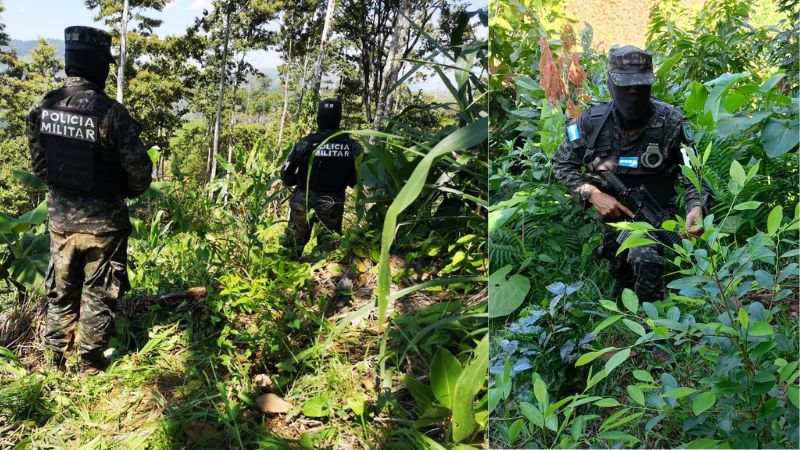 Dos hectáreas de arbustos de hoja de coca aseguran en Olancho