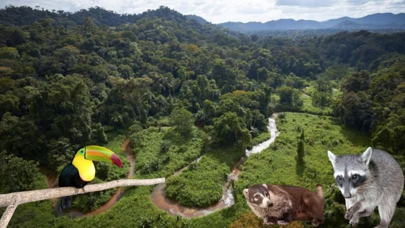 Liberarán 10 animales silvestres en la Biosfera del Río Plátano