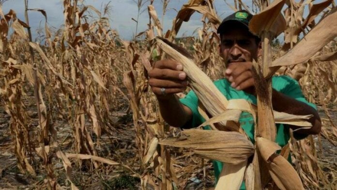 En peligro la producción alimentaria en Honduras por sequía y calor extremo