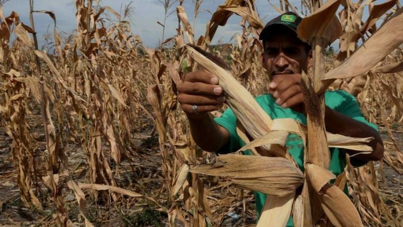 En peligro la producción alimentaria en Honduras por sequía y calor extremo