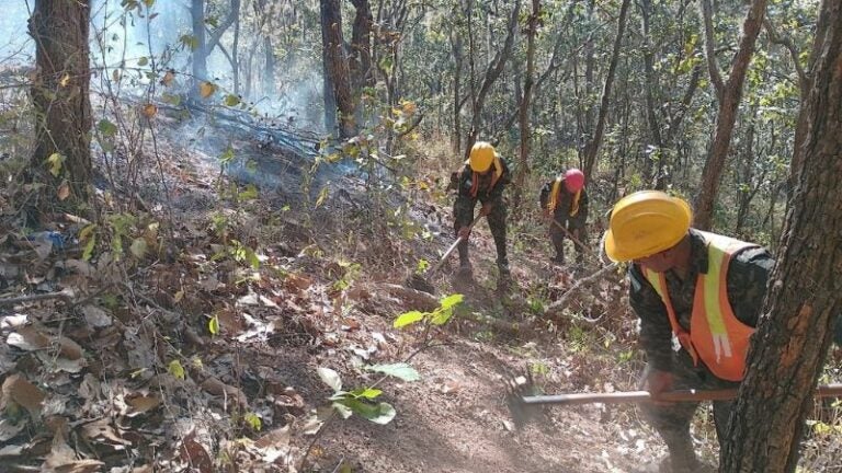 Incendios forestales 2024 ICF