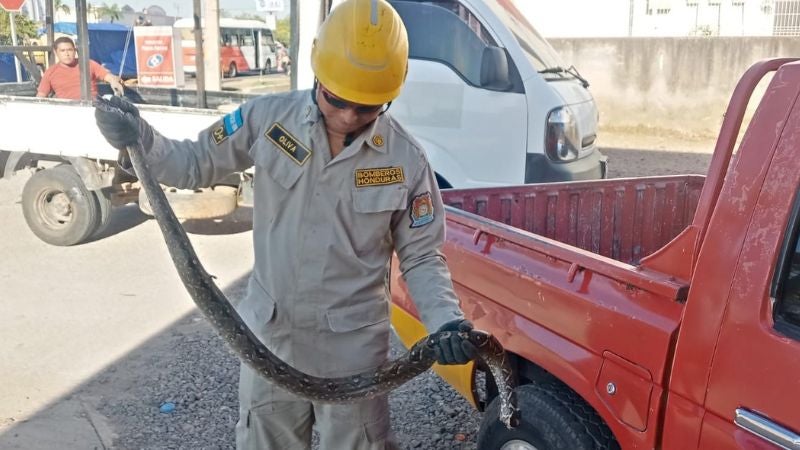 Encuentra Boa en triciclo de venta ambulante donde dormía una bebé