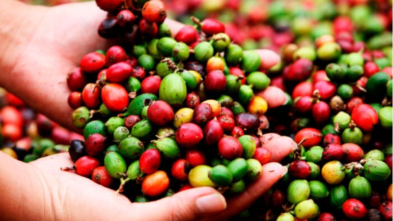En un 9% caen exportaciones de café en comparación con el 2023