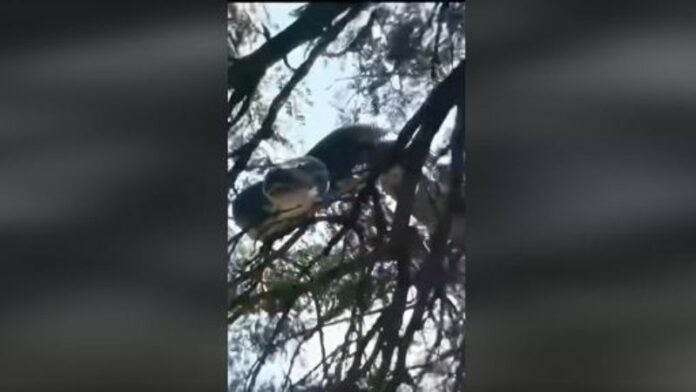 Hallan serpiente en Comayagua