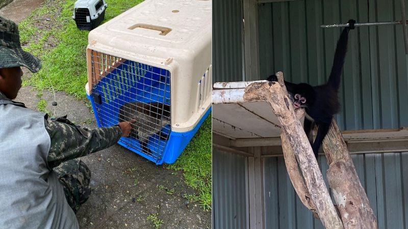 Animales rescatados 