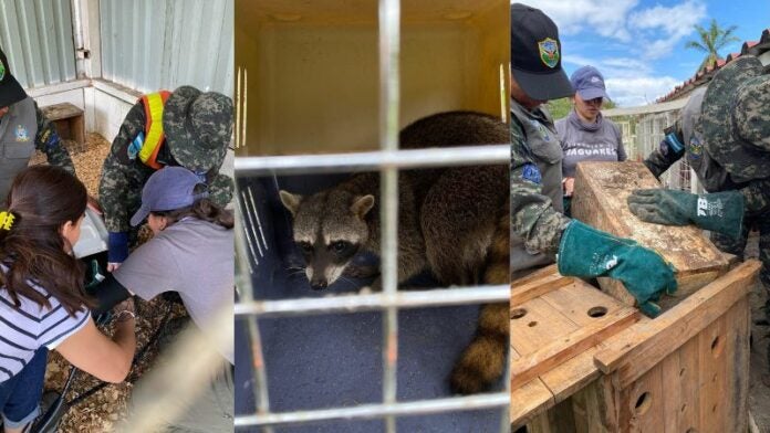 Rescatan animales silvestres La Ceiba