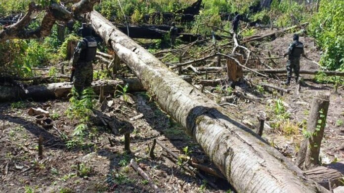 Aseguran plantación marihuana Yoro