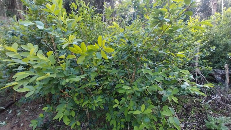 Plantación de coca 