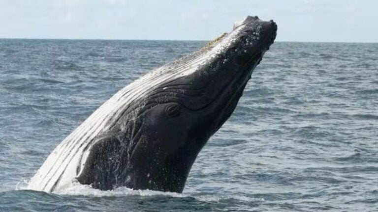 Ballena jorobada