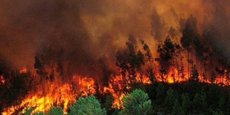 12 incendios forestales registra el cuerpo de Bomberos este 2024