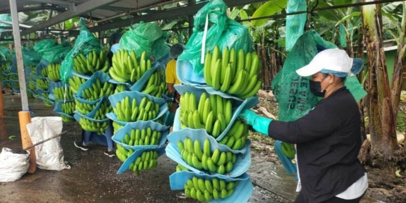 Sector bananero requiere al menos un millón de lempiras para recuperarse