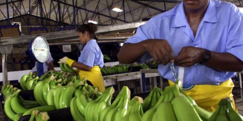 Sector bananero requiere al menos un millón de lempiras para recuperarse