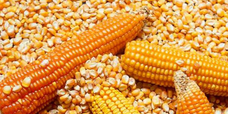 Denuncian que industria de balanceado “inunda mercados” con maíz amarillo 