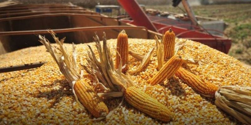 Denuncian que industria de balanceado “inunda mercados” con maíz amarillo