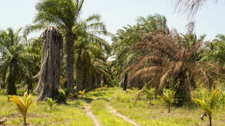 Productores lamentan enfermedad en plantaciones de palma en el Valle de El Aguán